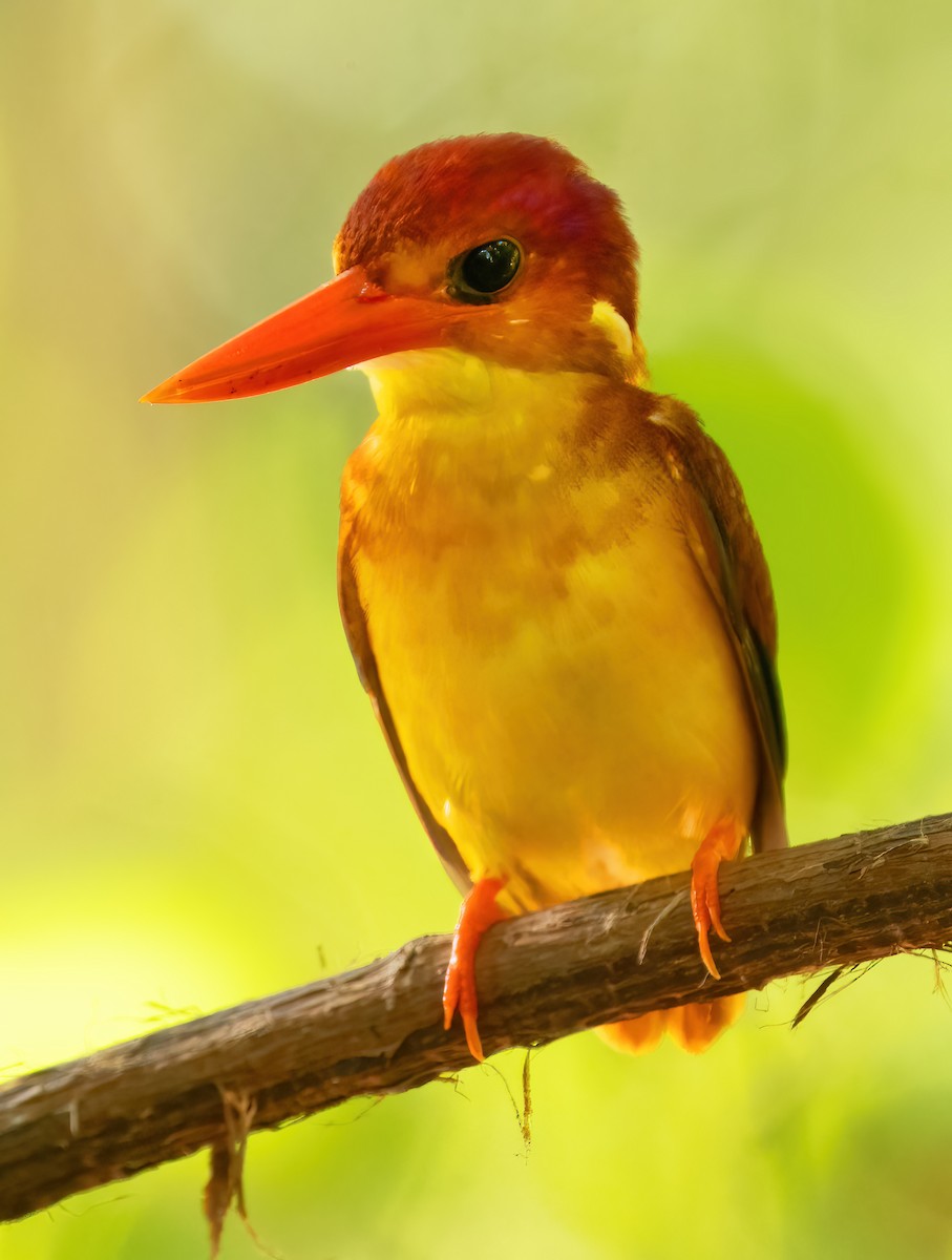 Rufous-backed Dwarf-Kingfisher - ML621636335