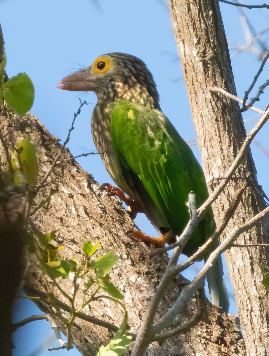 Lineated Barbet - ML621636344