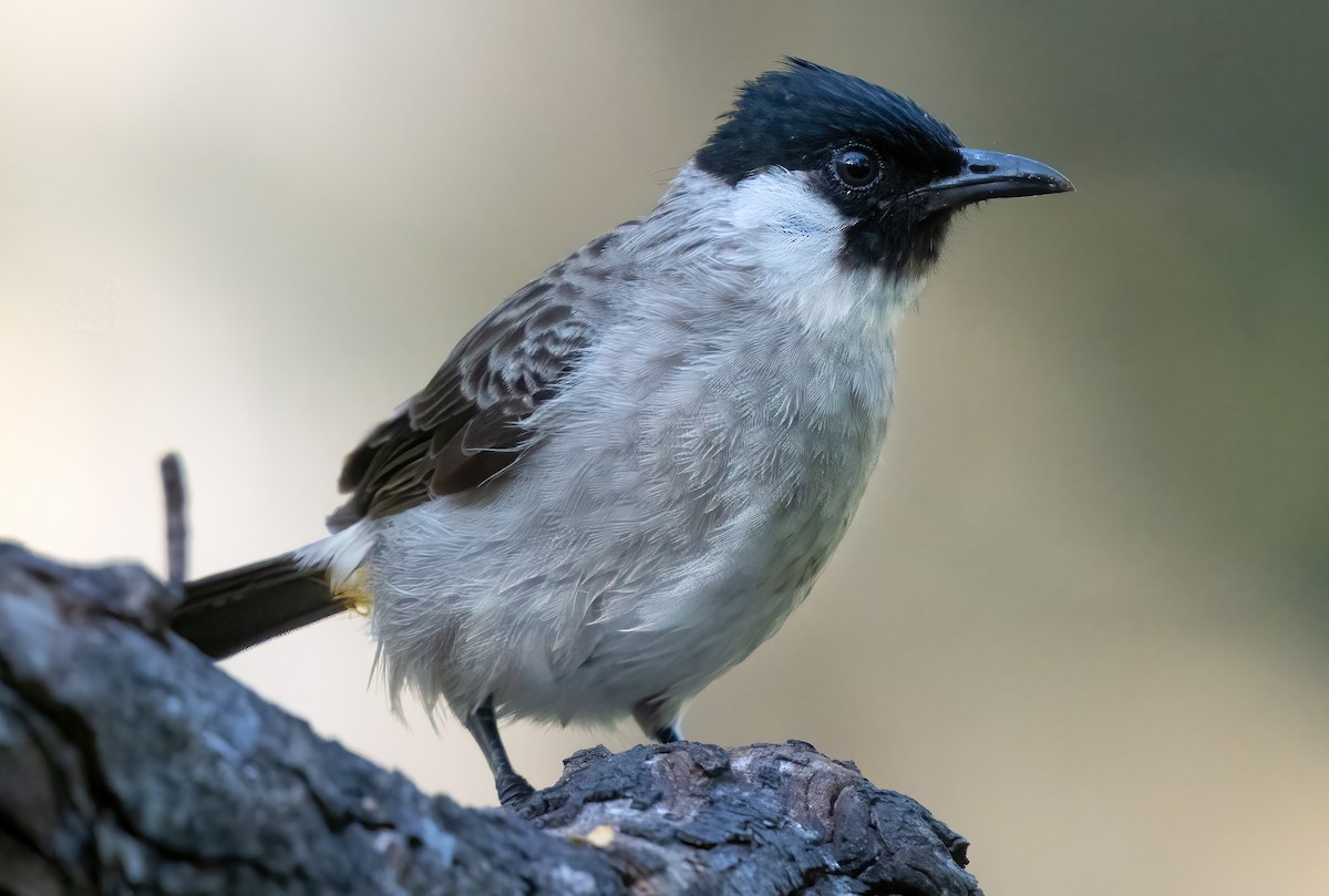 Sooty-headed Bulbul - ML621636382