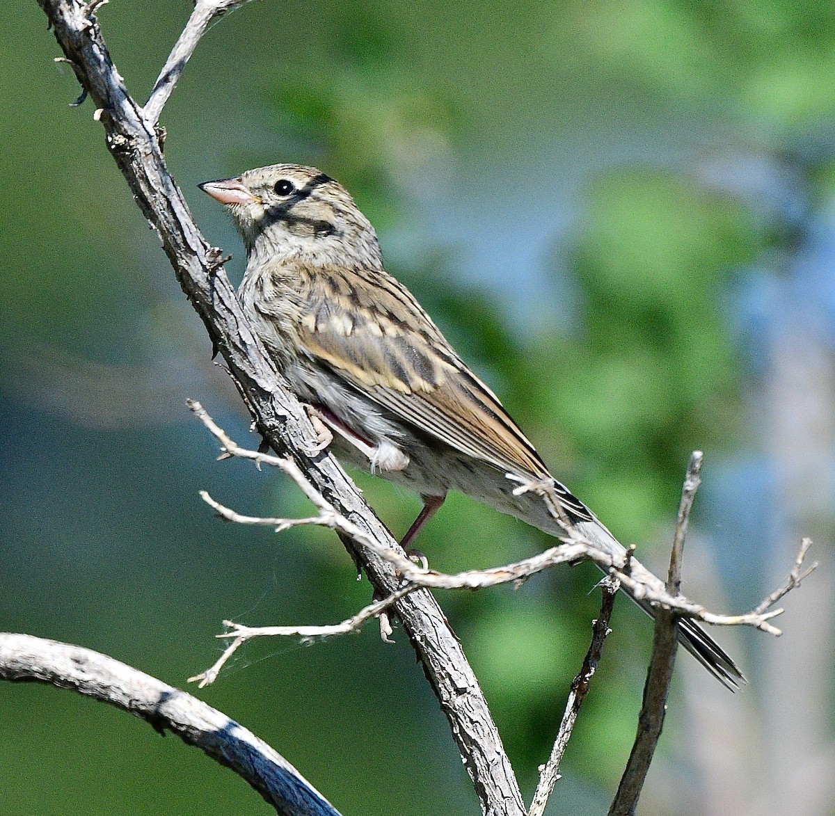 Chipping Sparrow - ML621636441