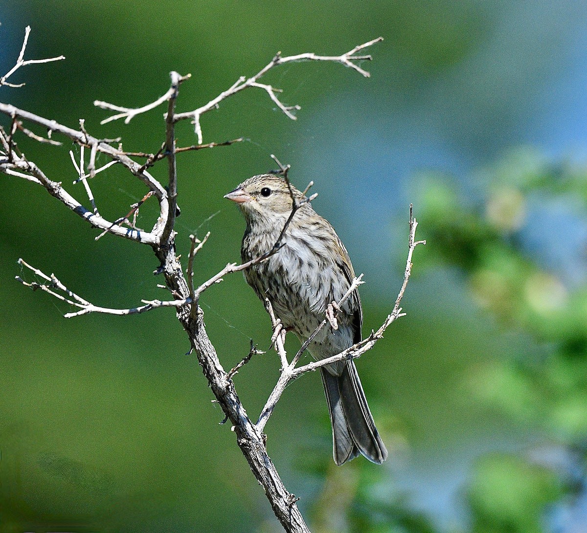Chipping Sparrow - ML621636443