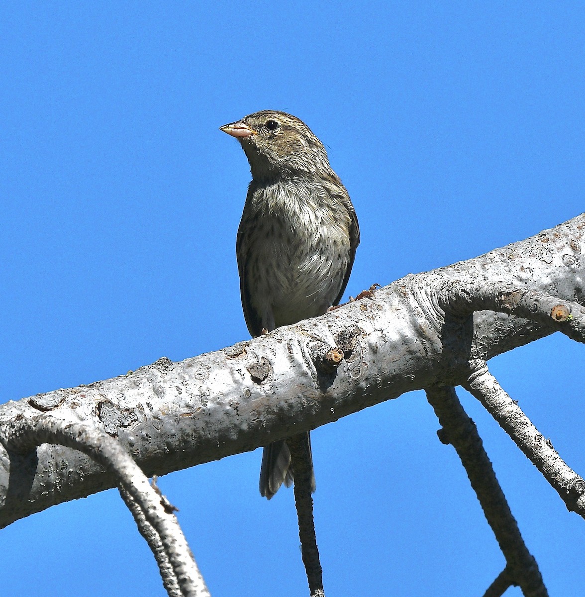 Chipping Sparrow - ML621636510