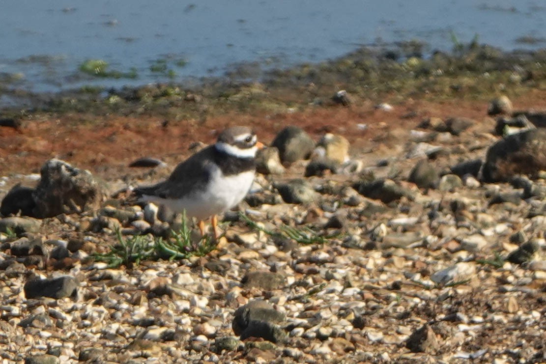 Common Ringed Plover - ML621636525