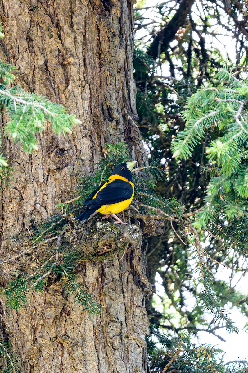 Black-and-yellow Grosbeak - Sudhir Paul