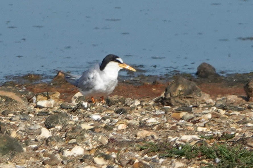 Little Tern - ML621636533