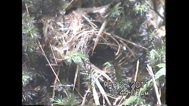 Mosquitero Tribandeado - ML621636543