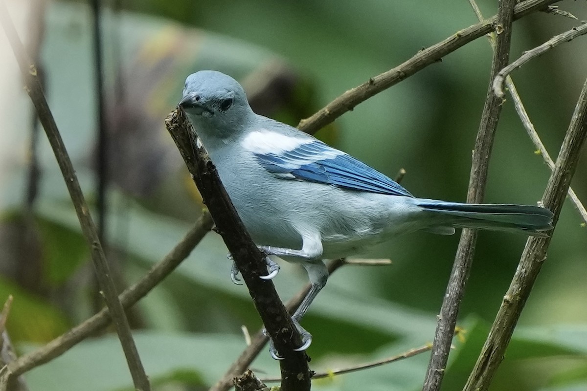 Blue-gray Tanager (White-edged) - ML621636582