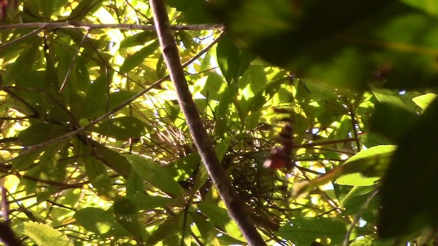 Urraca Verde de Borneo - ML621636595