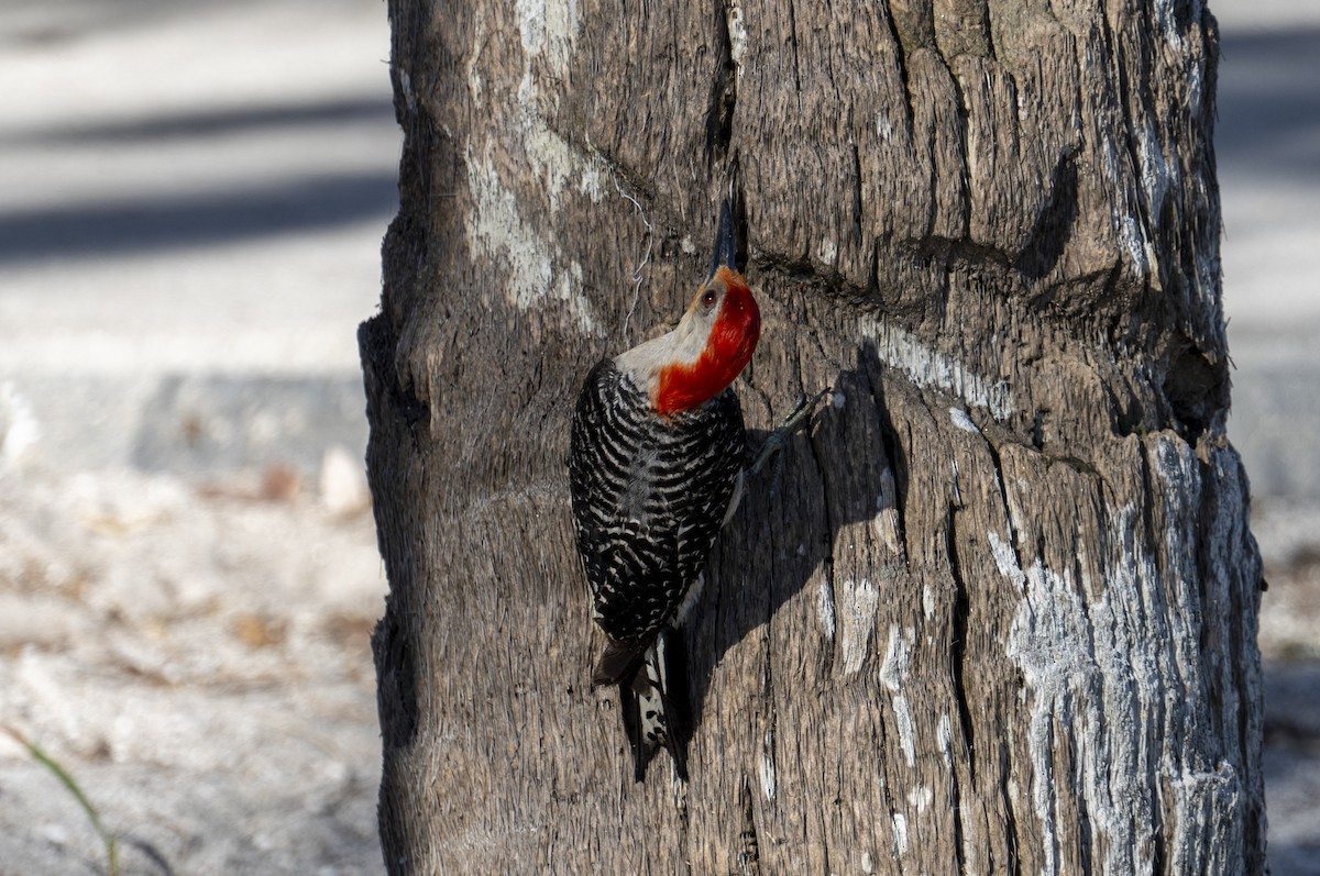 Red-bellied Woodpecker - ML621636605