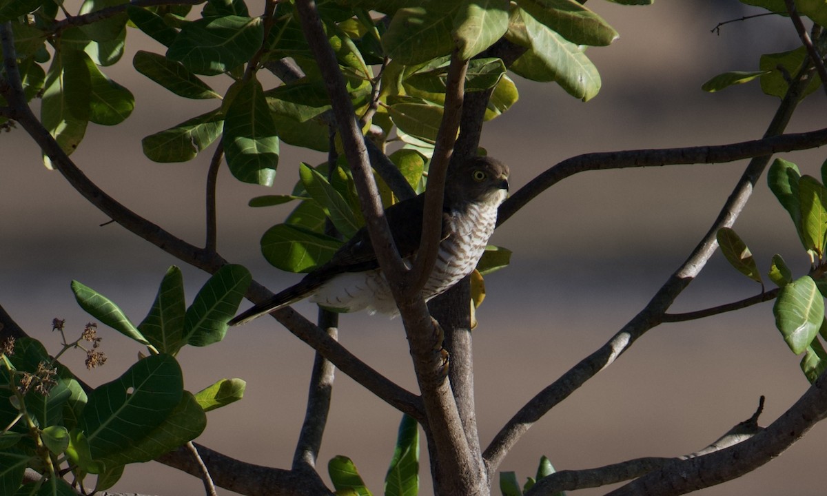 Madagascar Sparrowhawk - ML621636608