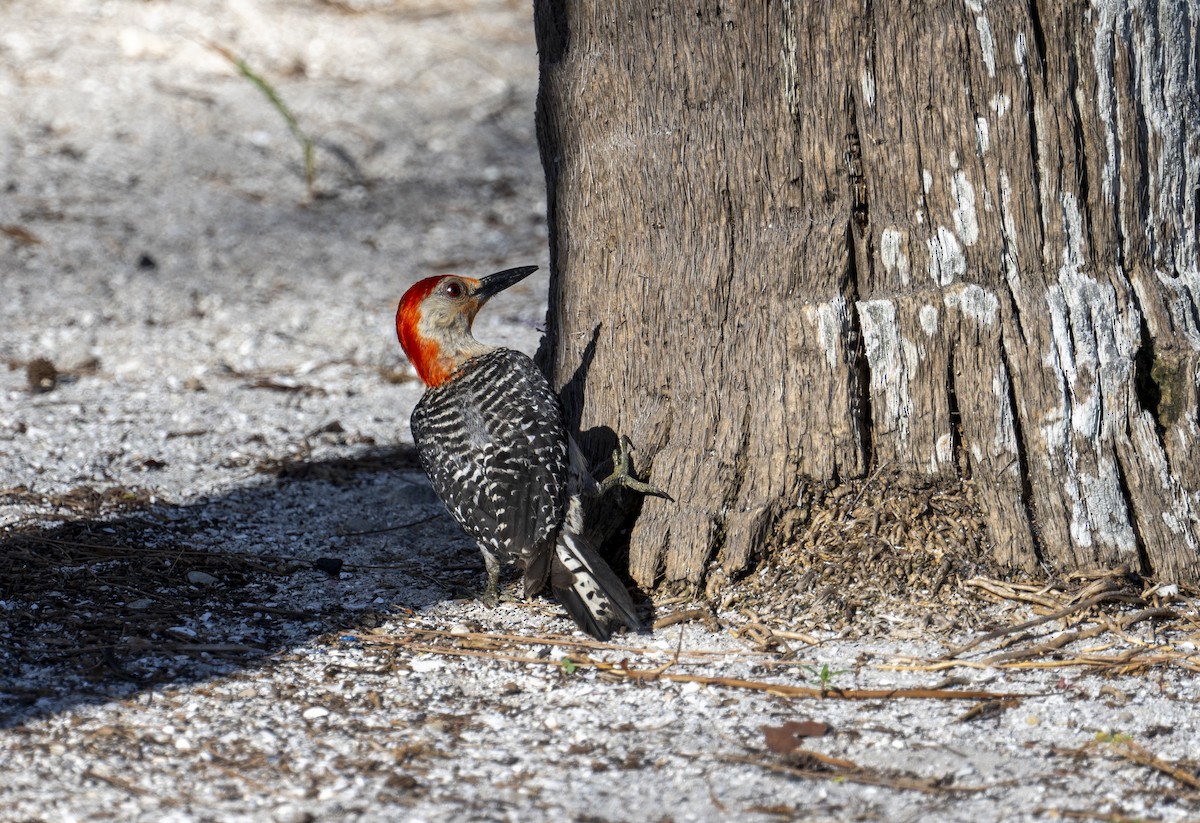 Red-bellied Woodpecker - ML621636614
