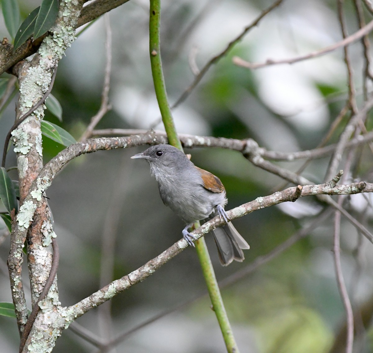 African Hill Babbler - ML621636618