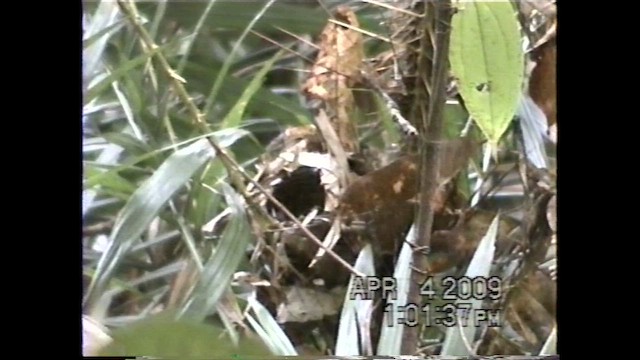 Urraca Verde de Borneo - ML621636690