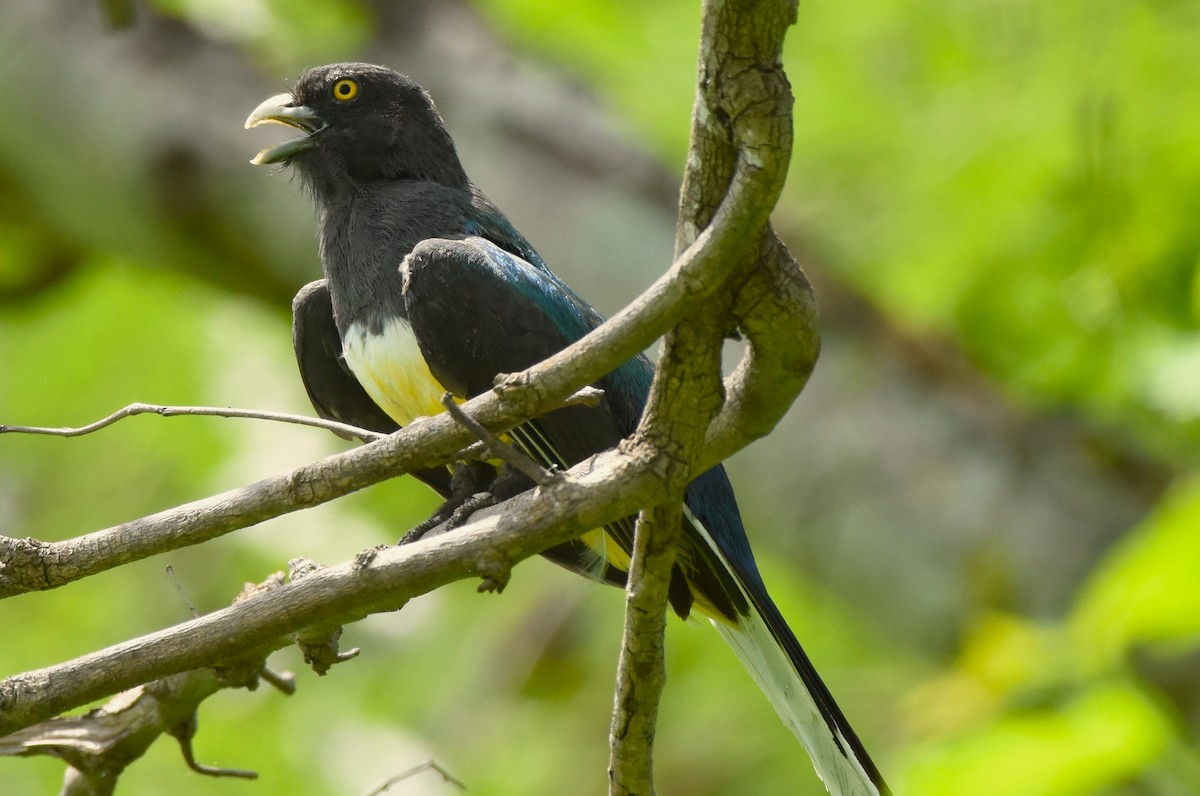 guløyetrogon - ML621636724