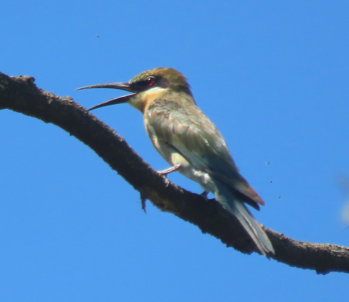 Blue-tailed Bee-eater - ML621636726