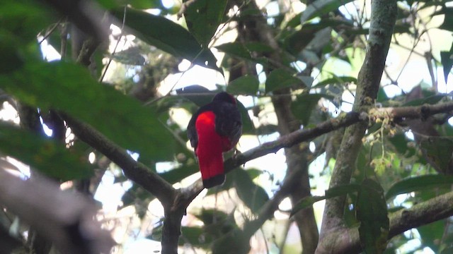 Black-necked Red-Cotinga - ML621636798