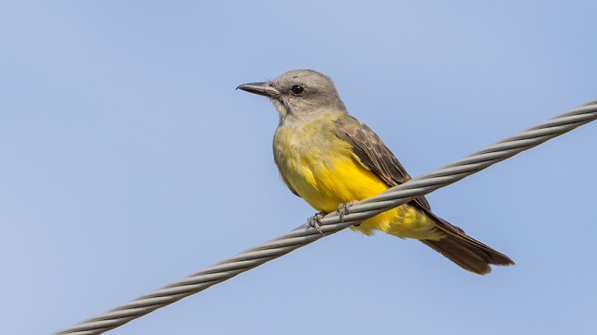Tropical Kingbird - ML621636827