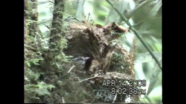 Mountain Wren-Babbler - ML621636868