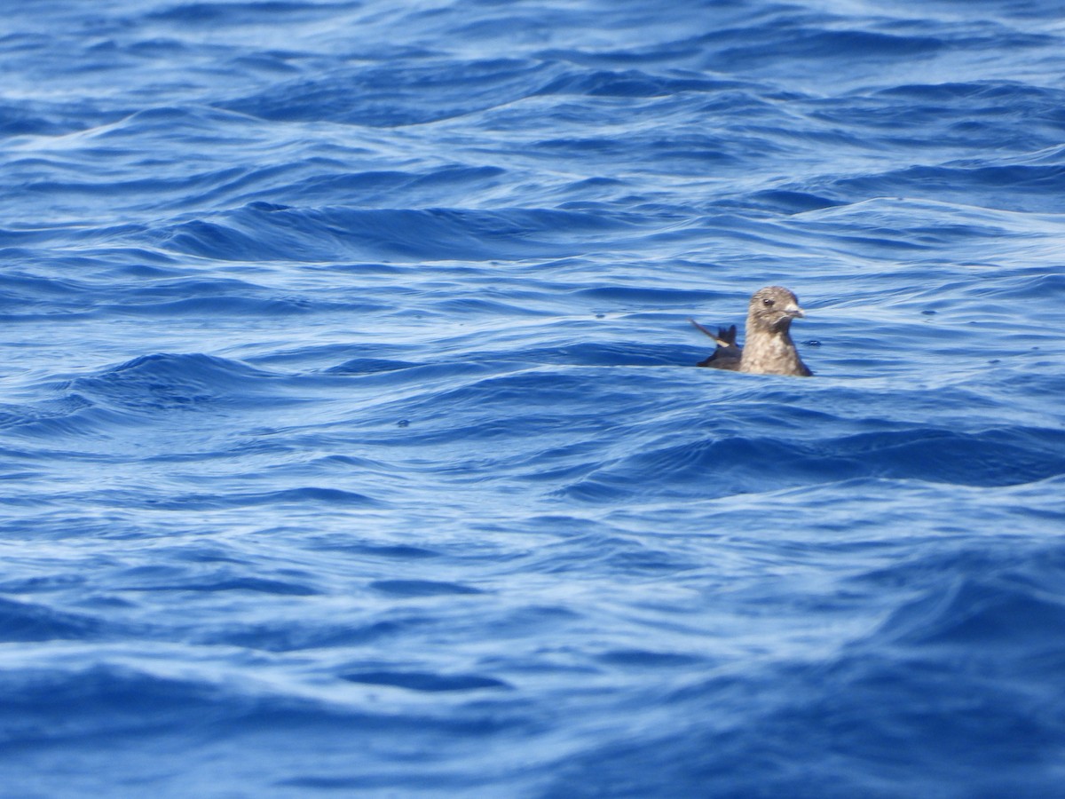 Parasitic Jaeger - Itay Berger