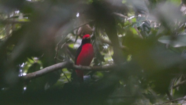 Black-necked Red-Cotinga - ML621636934