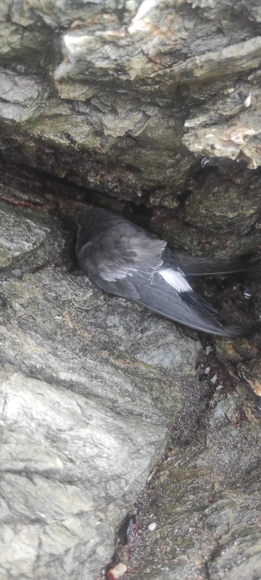 Wilson's Storm-Petrel - ML621636941