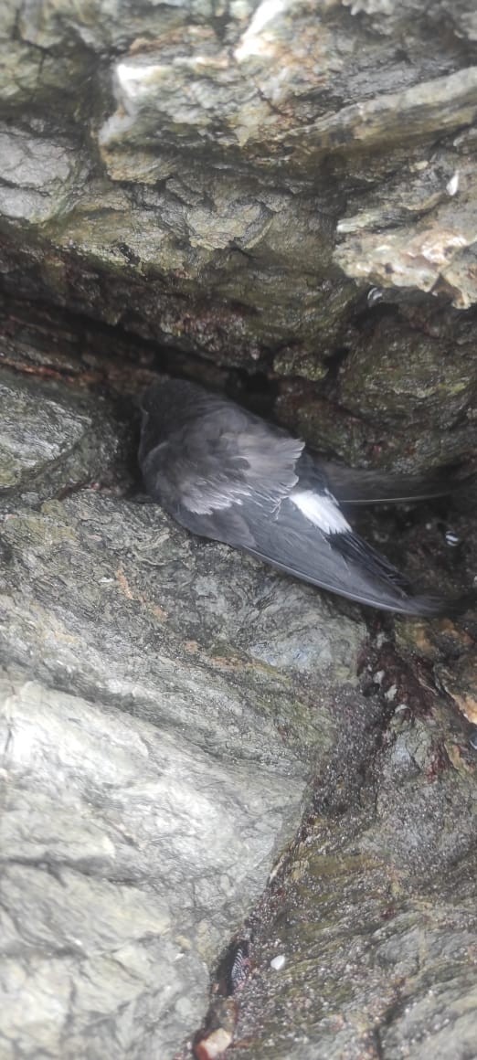 Wilson's Storm-Petrel - La Chiricoca