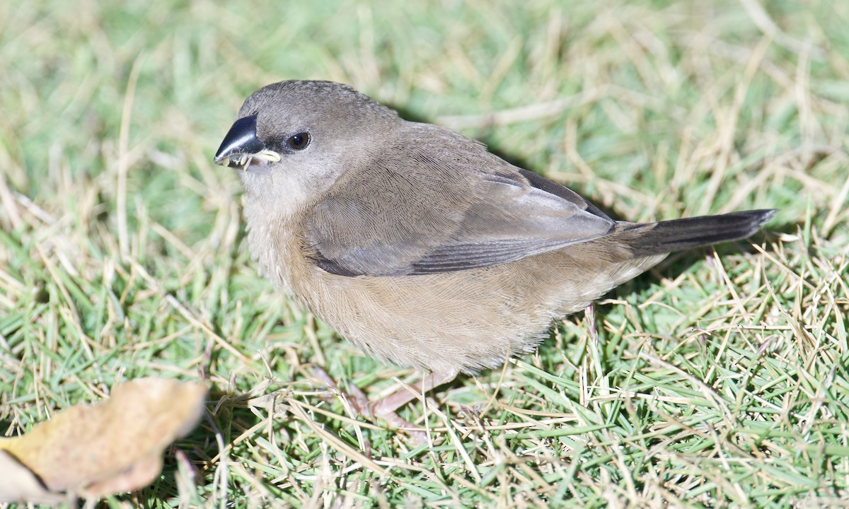 Madagascar Munia - ML621636986