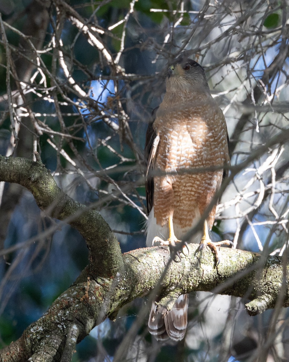 Cooper's Hawk - ML621637064