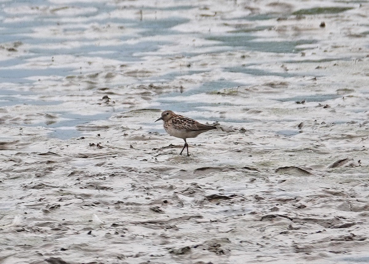 Least Sandpiper - ML621637069