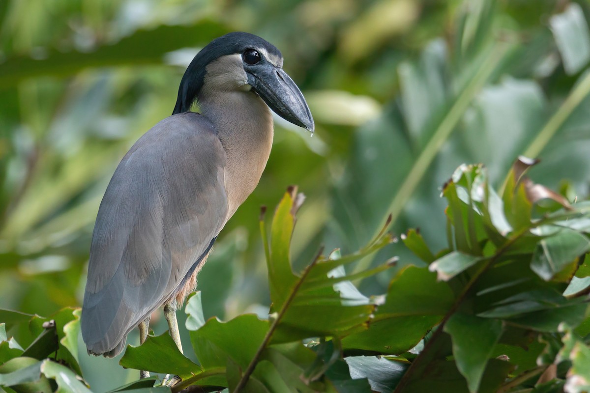 Boat-billed Heron - ML621637076