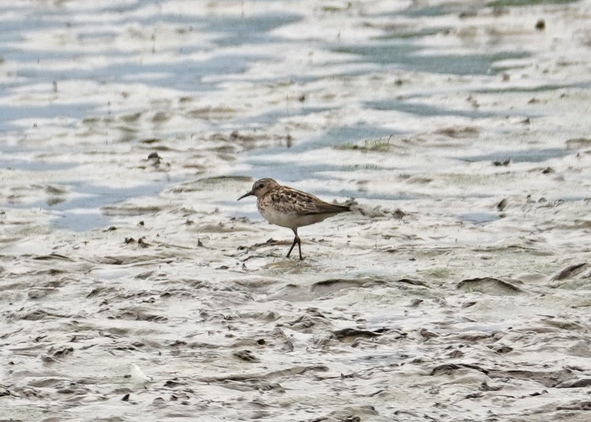 Least Sandpiper - ML621637085