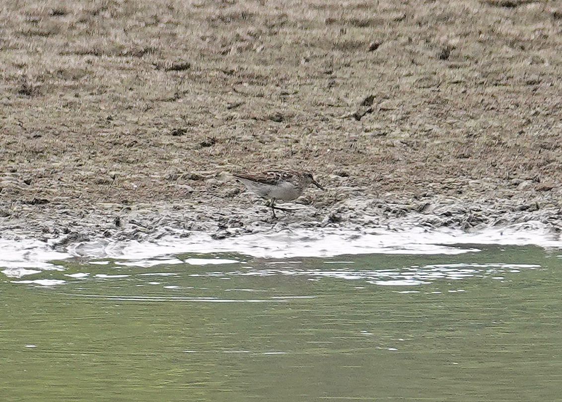 Semipalmated Sandpiper - ML621637113