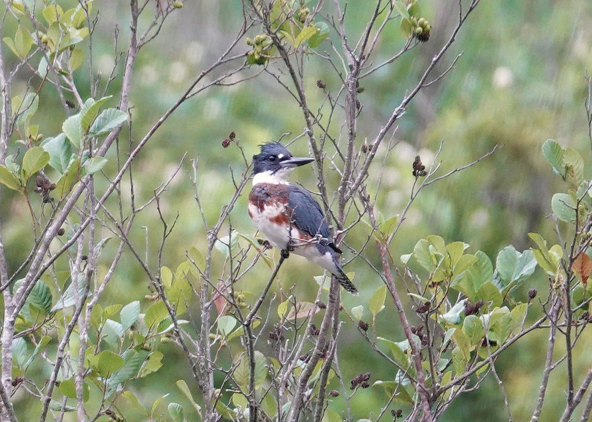 Belted Kingfisher - ML621637132