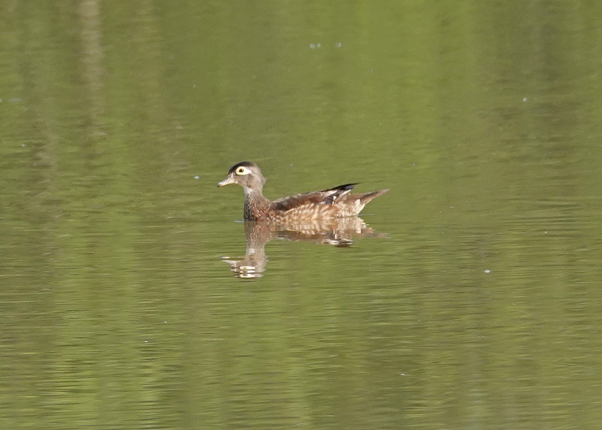 Wood Duck - ML621637155