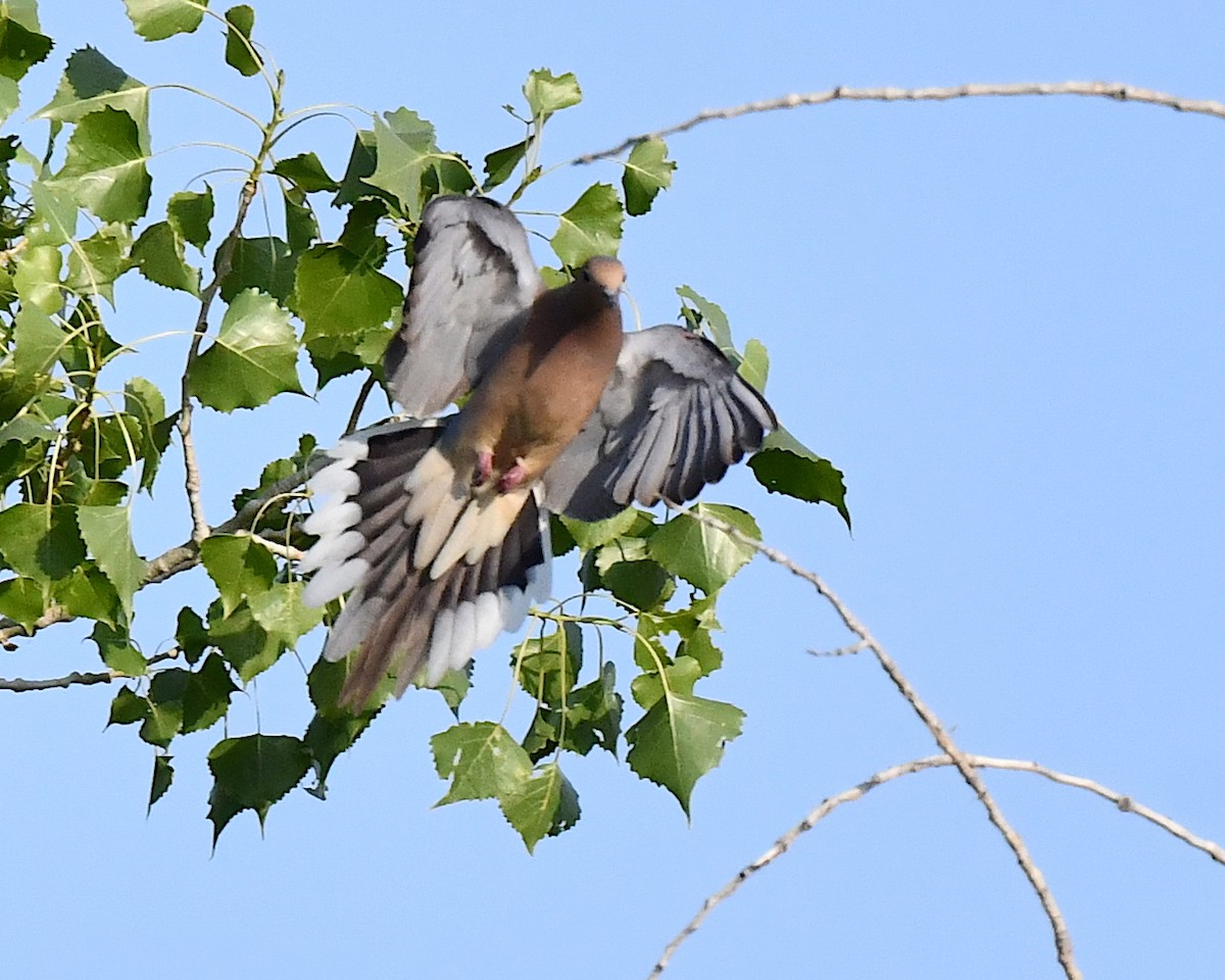 Mourning Dove - ML621637208