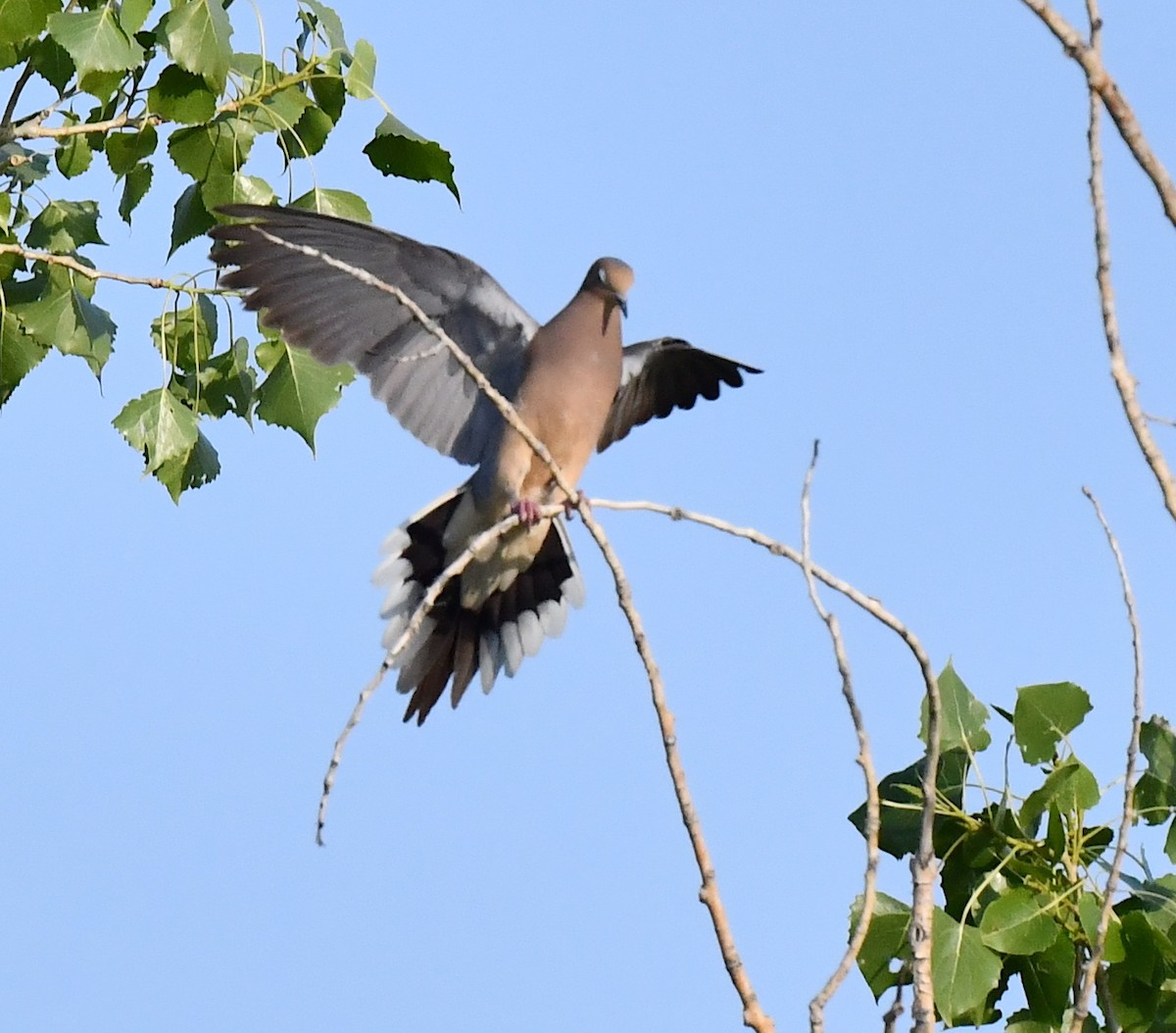 Mourning Dove - ML621637209