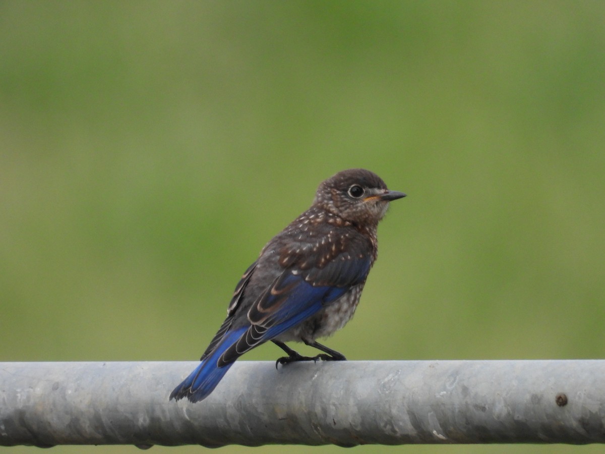 Eastern Bluebird - ML621637225
