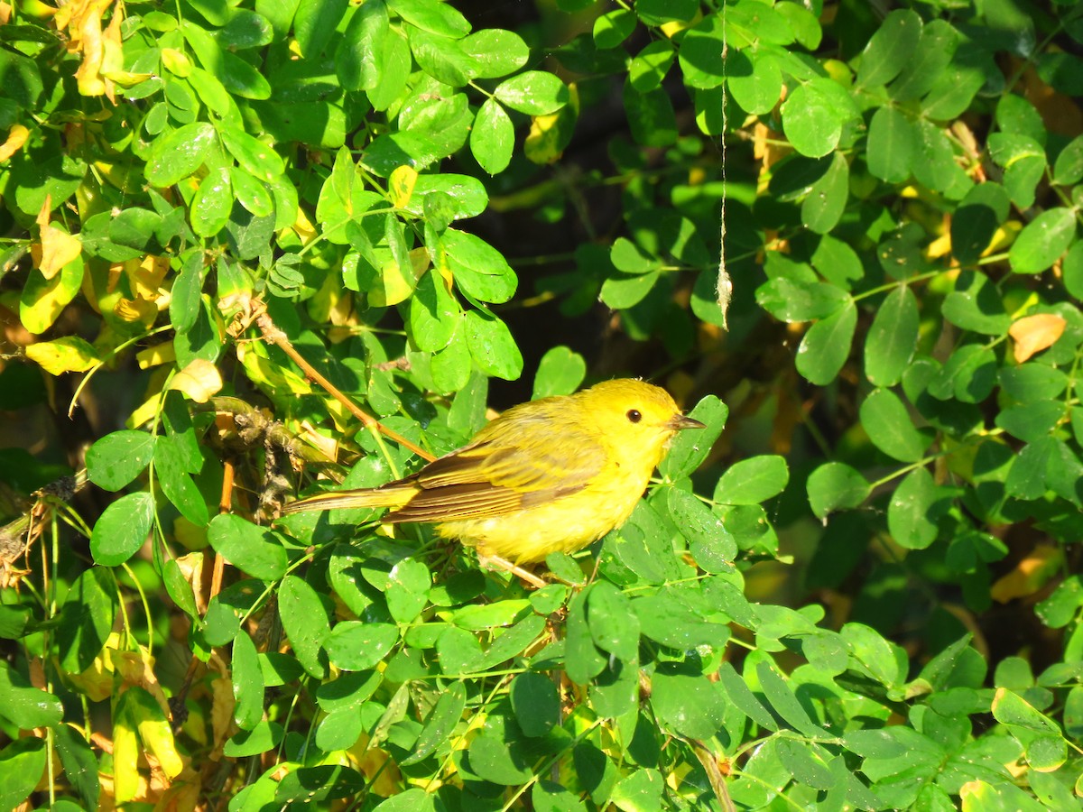 Yellow Warbler - Ken Orich