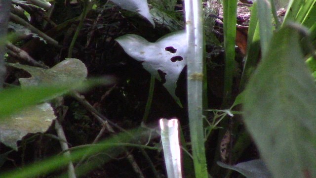 Mountain Wren-Babbler - ML621637354