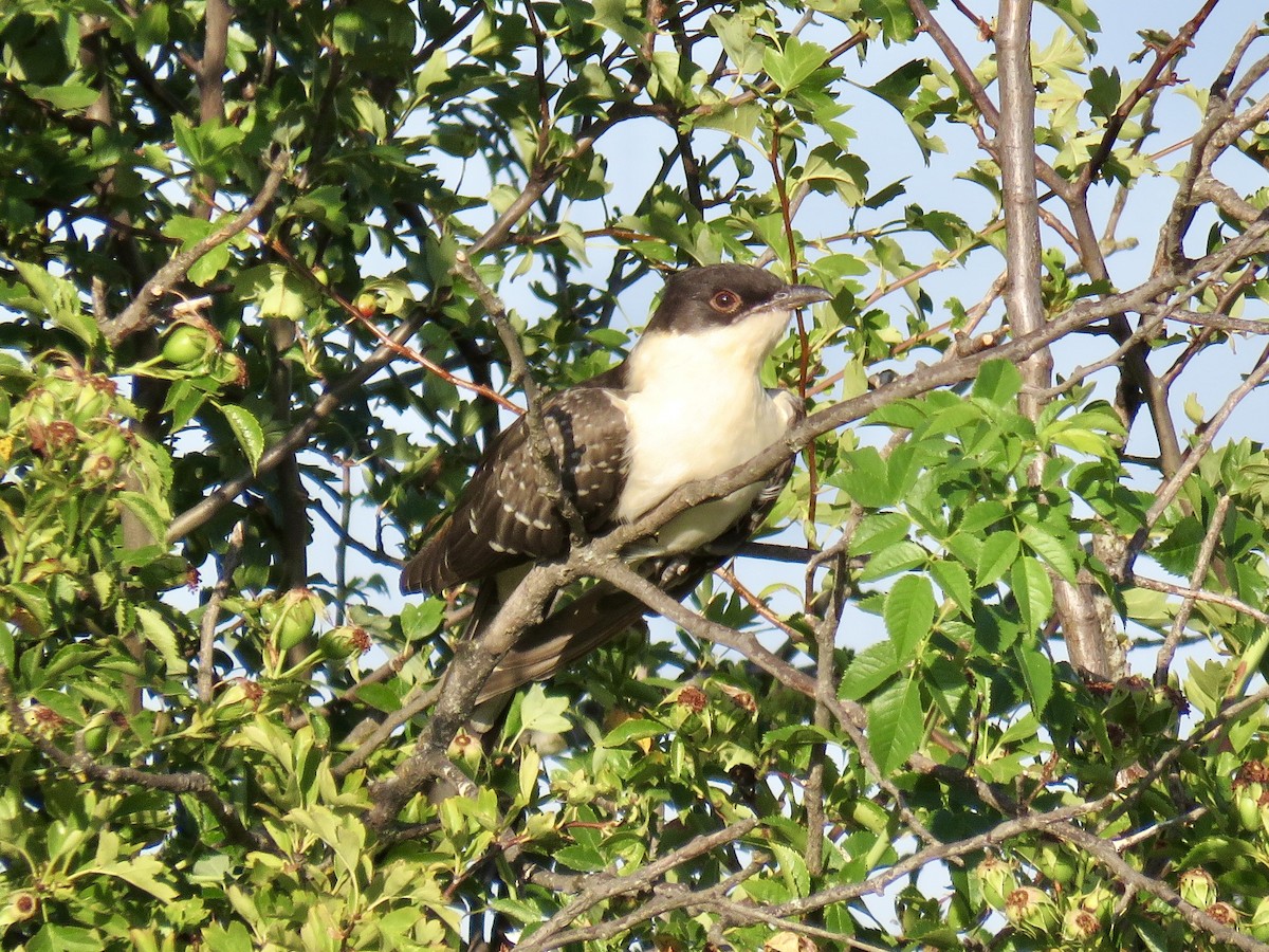 Great Spotted Cuckoo - ML621637381