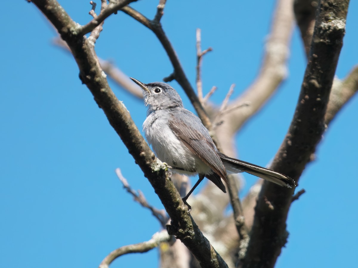 Blue-gray Gnatcatcher - ML621637393