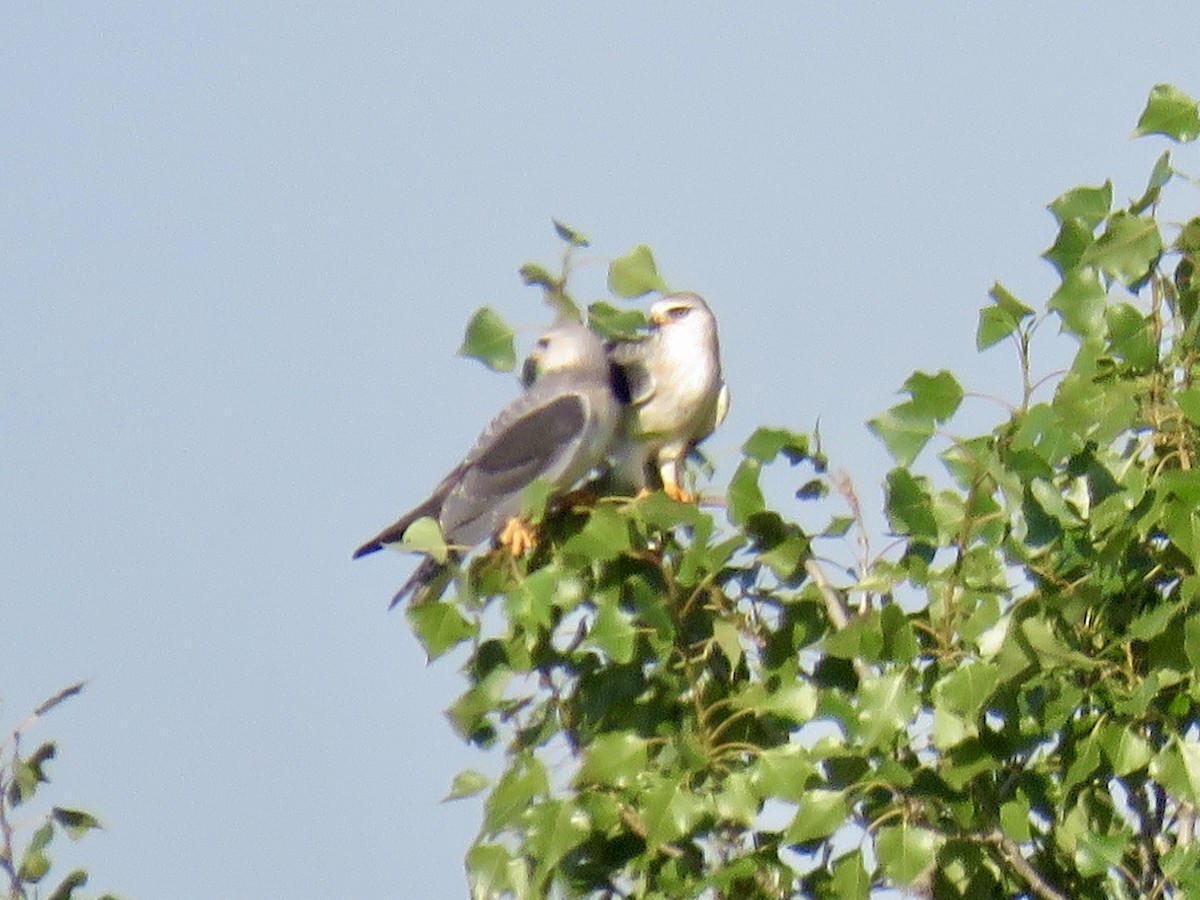 Black-winged Kite - ML621637397