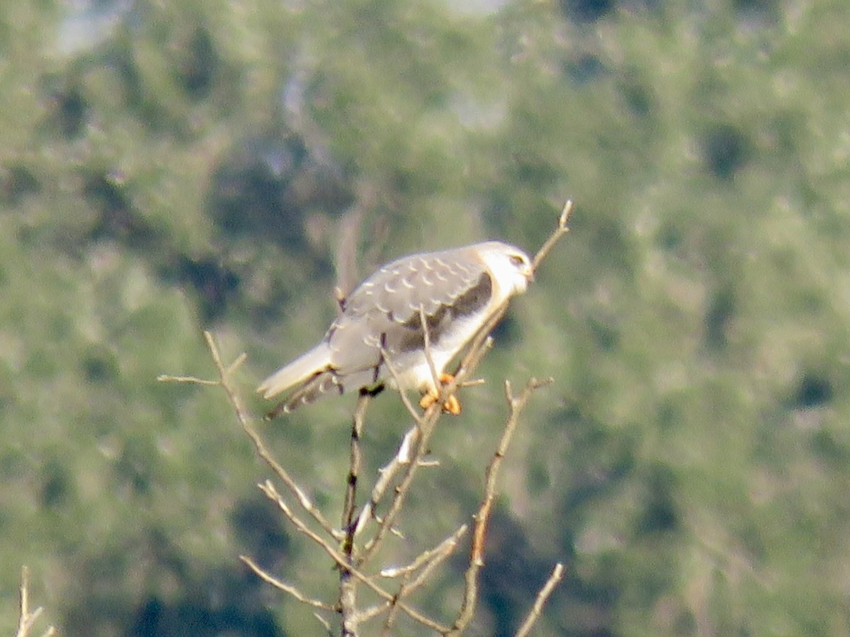 Black-winged Kite - ML621637398