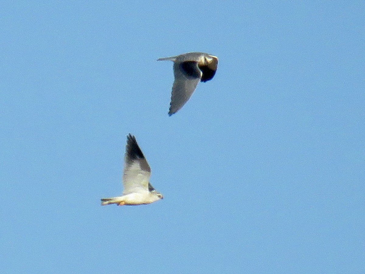 Black-winged Kite - ML621637399