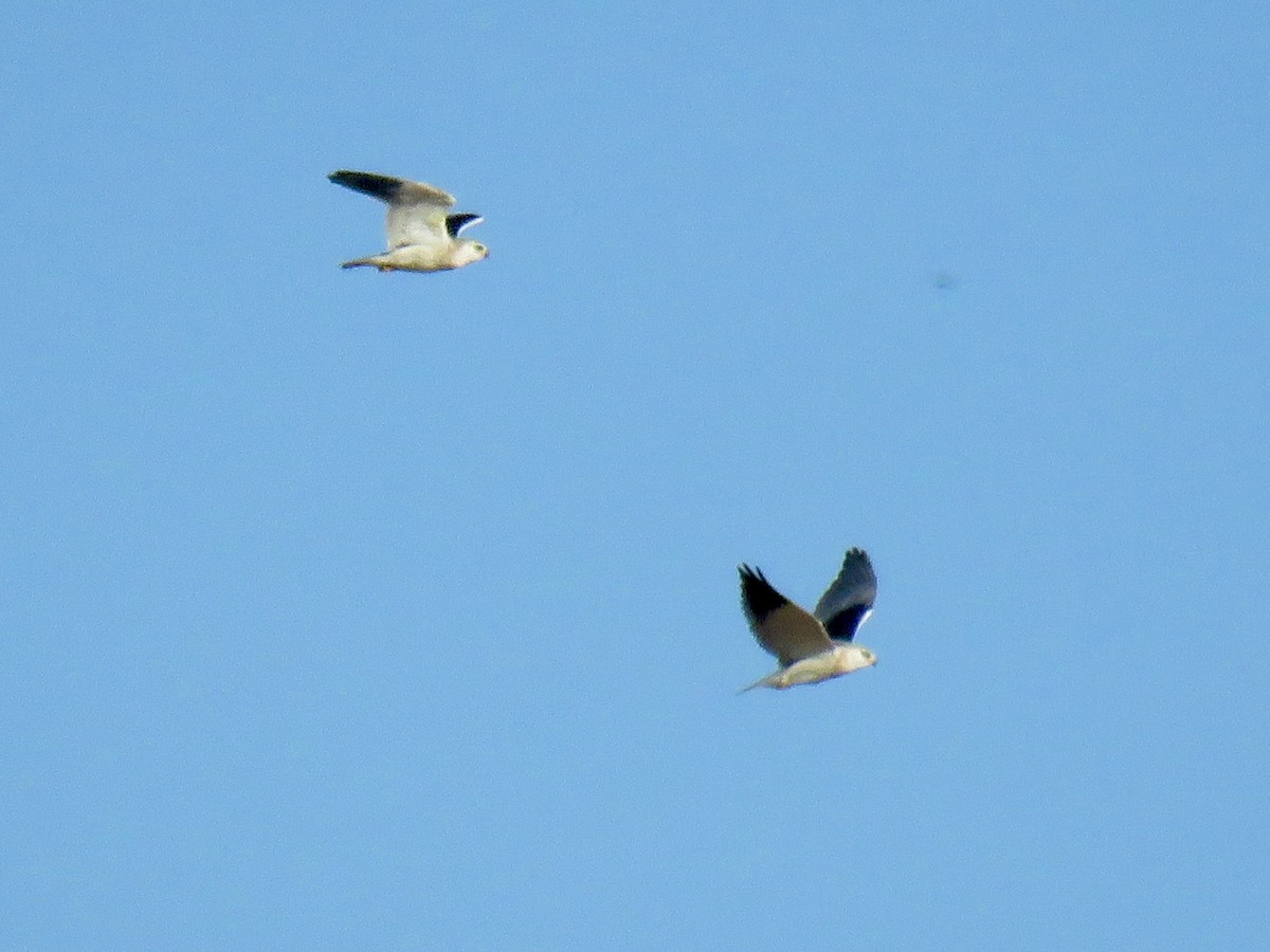 Black-winged Kite - ML621637401