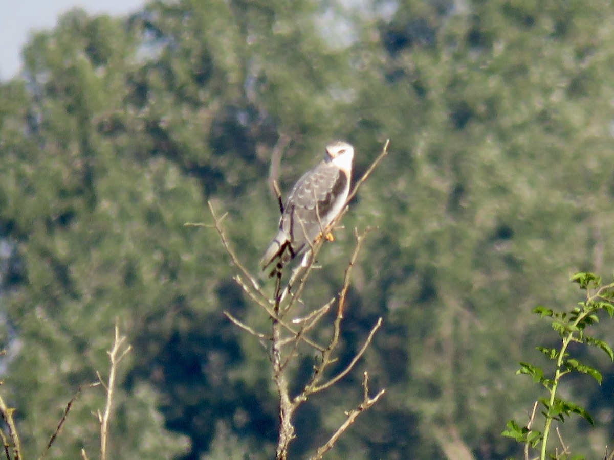 Black-winged Kite - ML621637402
