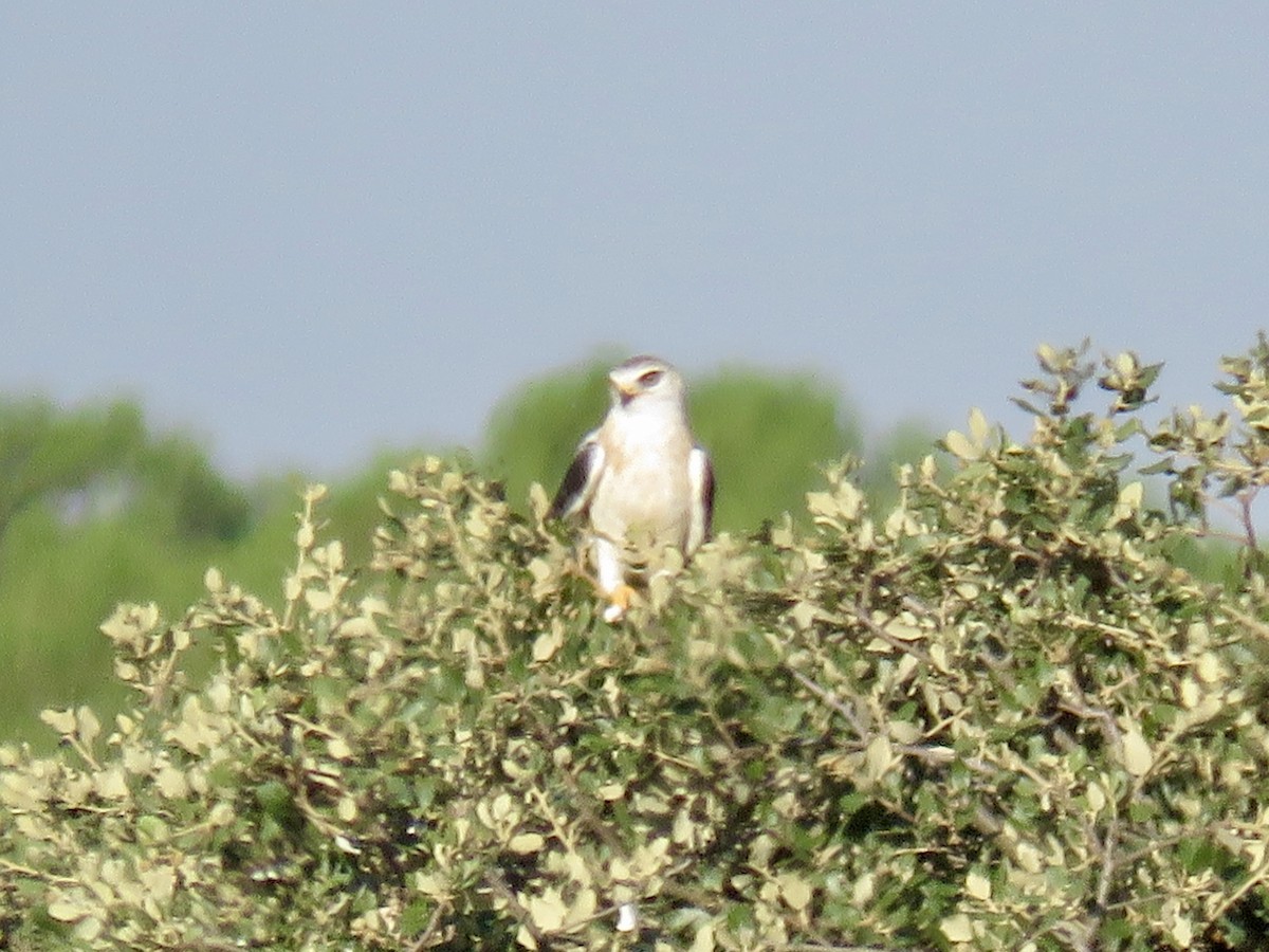 Black-winged Kite - ML621637403