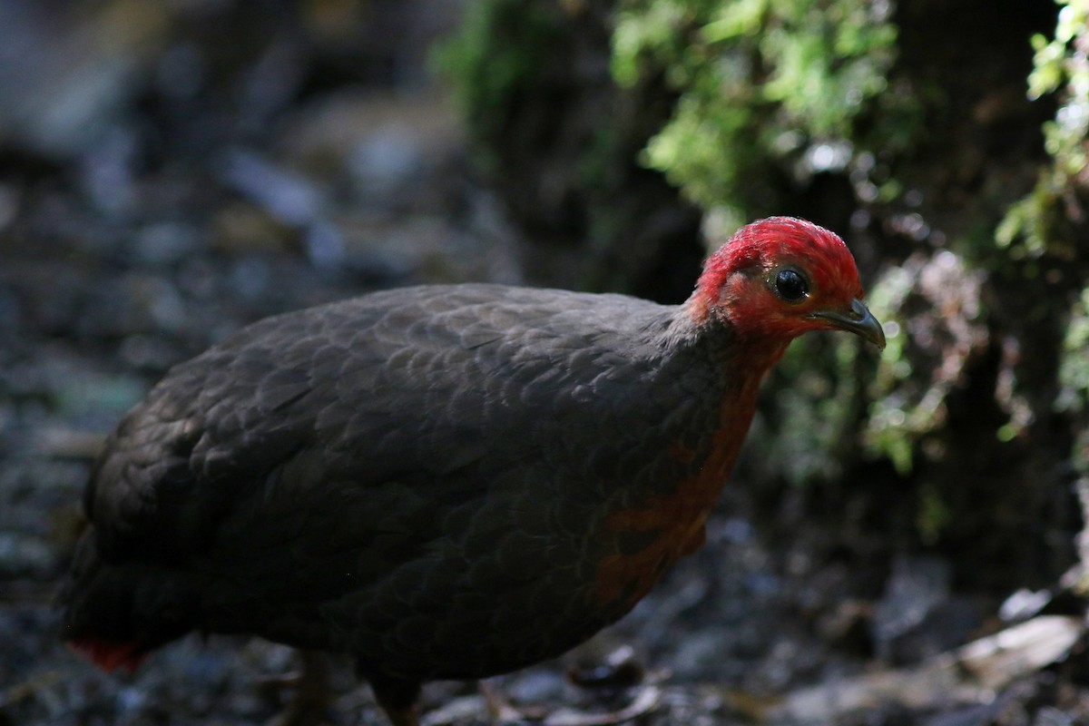 Crimson-headed Partridge - ML621637429