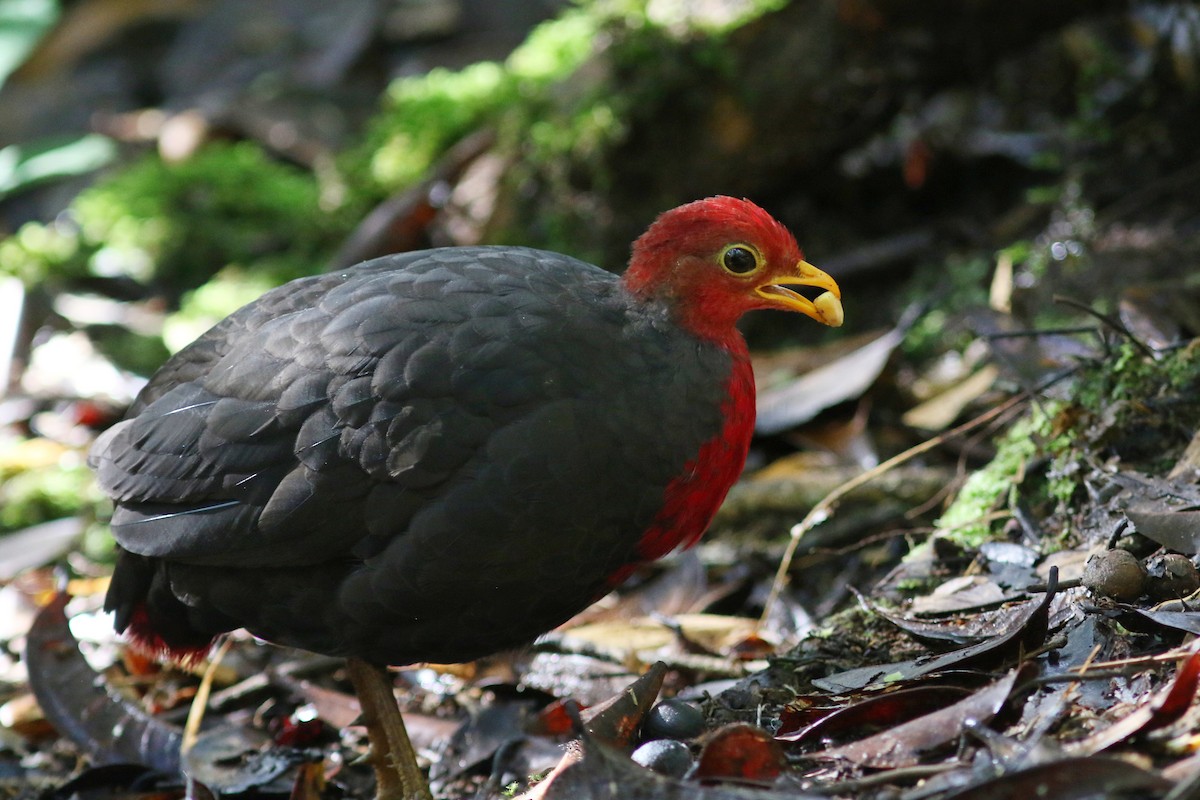 Crimson-headed Partridge - ML621637430