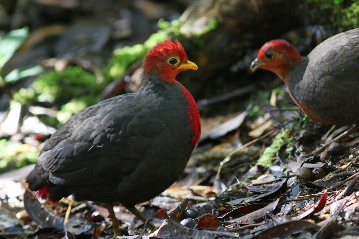 Crimson-headed Partridge - ML621637431